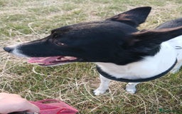 Mixed Breed dogs for adoption: 💖🐶 ELZA 🐶💖 - Image 4
