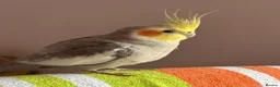 Cockatiels birds for sale: Pair of cockatiels  - Advert 5