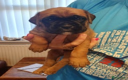 Boxer dogs for sale: 🌟🩷COI 0.5% KC REG BOBTAIL GIRL🩷🌟 - Image 26