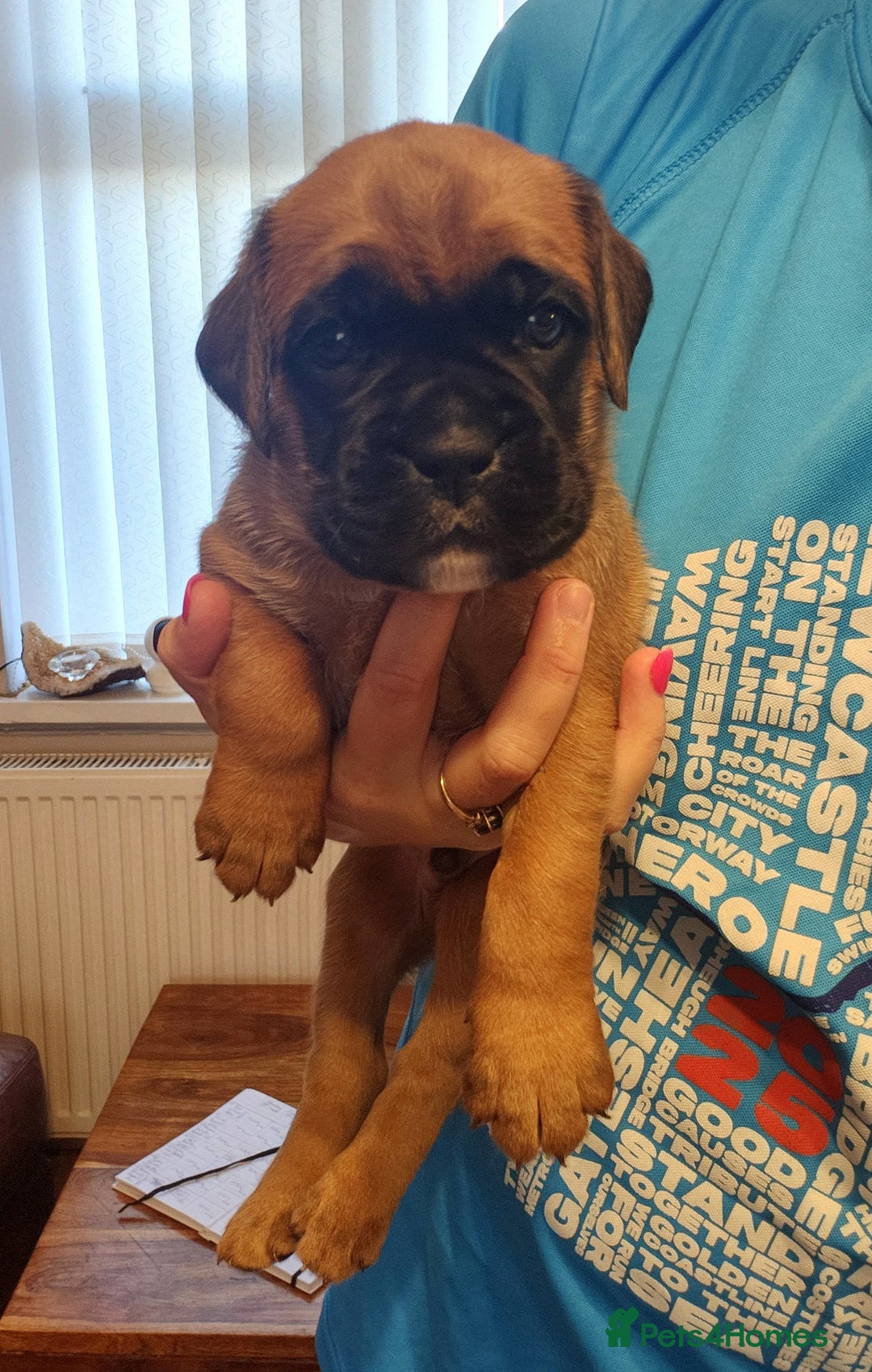 Boxer dogs for sale: 🌟🩷COI 0.5% KC REG BOBTAIL GIRL🩷🌟 - Image 26