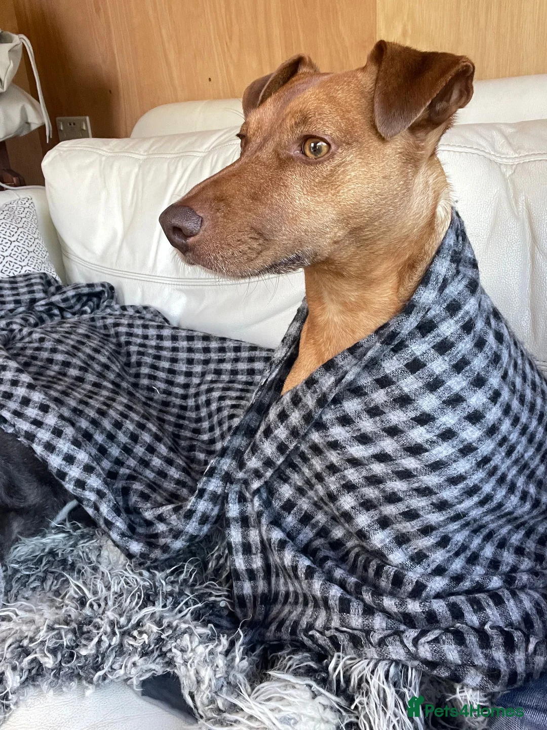 Patterdale Terrier dogs for stud: Smooth-haired golden Patterdale terrier stud in Edinburgh - Advert 5