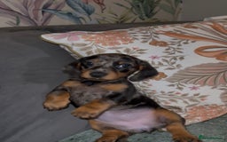 Miniature Dachshund dogs for sale: 2 male 1 female Miniature Dachshund  - Advert 14