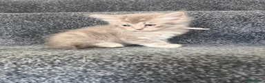 Maine Coon 4