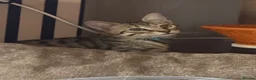 Savannah cats for sale: Ready to leave f4 kitten  - Advert 4