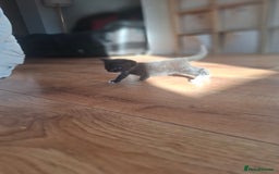 Mixed Breed cats for sale: Mixed colour kittens  - Image 29