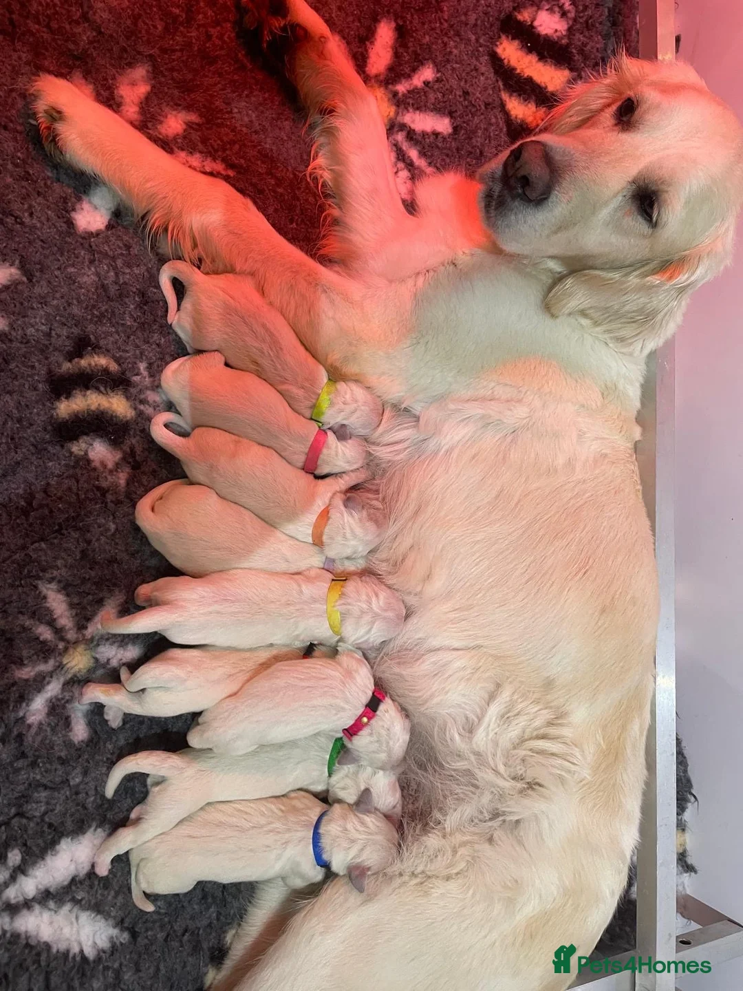 Golden Retriever dogs for sale: KC reg Golden retriever puppies 5* licence - Advert 1