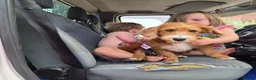 Jackapoo dogs for sale: Cheeky loving lala - Advert 7