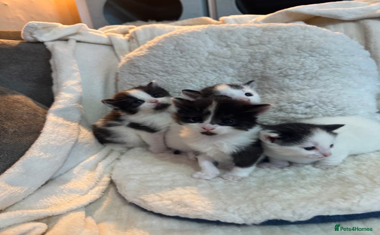 Domestic Shorthair cats - Advert 3