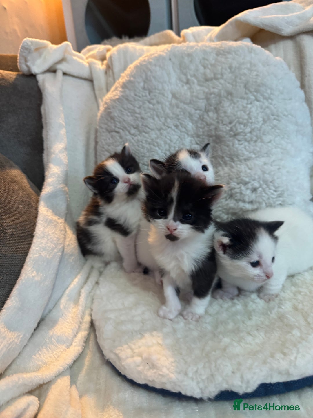 Domestic Shorthair cats for sale: Beautiful litter of kittens - Image 1