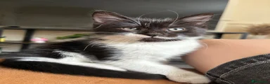 Oreo 🖤🤍