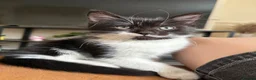 Mixed Breed cats for sale: Black and White Fluffy Male Kitten - Advert 28