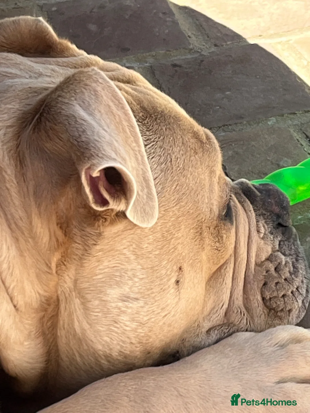 Mixed Breed dogs for sale: Buster Olde English bulldog  in Havant - Advert 8