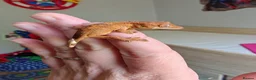 Gecko reptiles for sale: Unsexed baby crested geckos - Advert 3