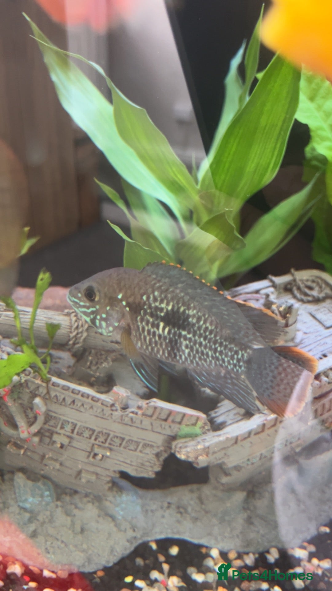 Cichlids fish Green Terror Cichlid  - Advert 15