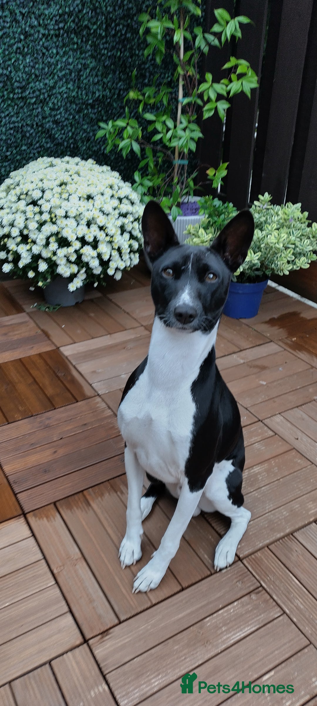 Basenji dogs for stud: Basenji Stud from a Great Lineage  - Image 4