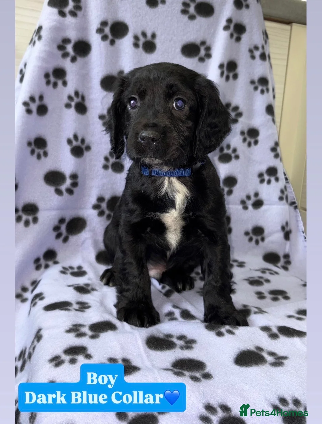 Cocker Spaniel dogs for sale: Beautiful Cocker Spaniel Puppies - Advert 7