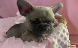 French Bulldog dogs for sale: French buldogs - Image 13