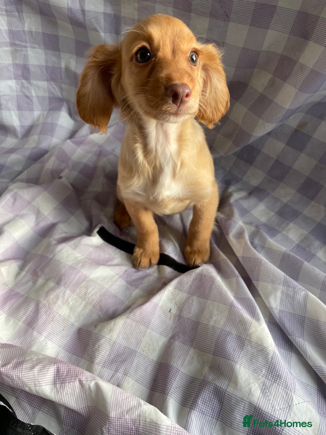 Cockapoo dogs for sale: Cockapoo puppies  - Advert 17