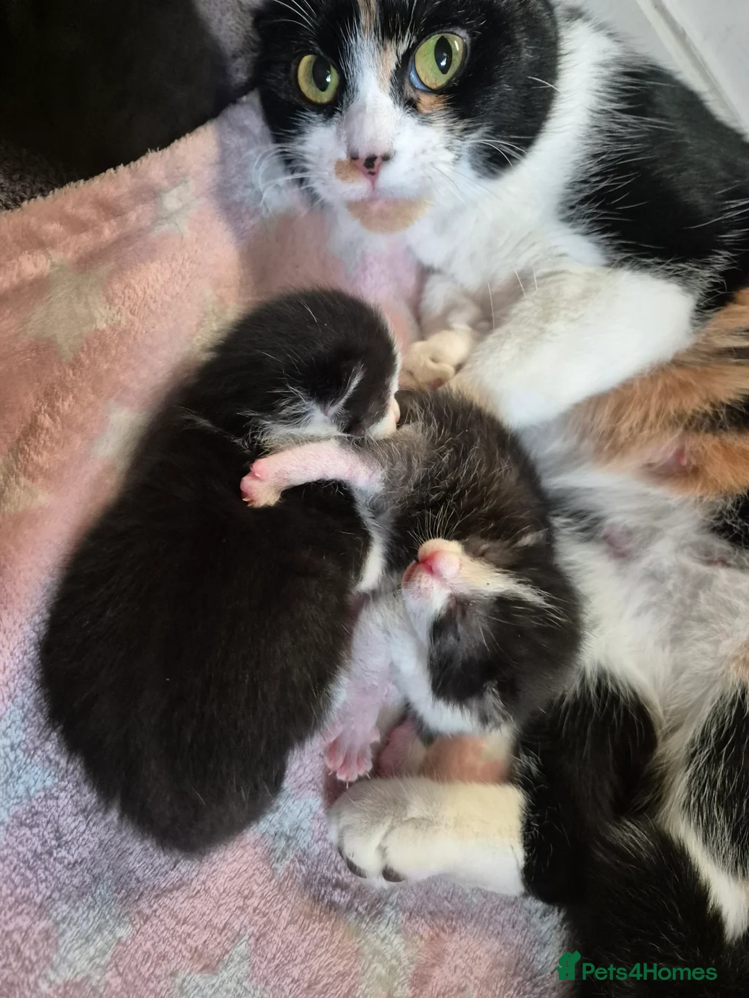 British Shorthair cats for sale: Kittens - black and white mix in Kelty - Advert 2