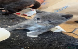 British Shorthair cats for sale: British short hair kittens  - Image 5