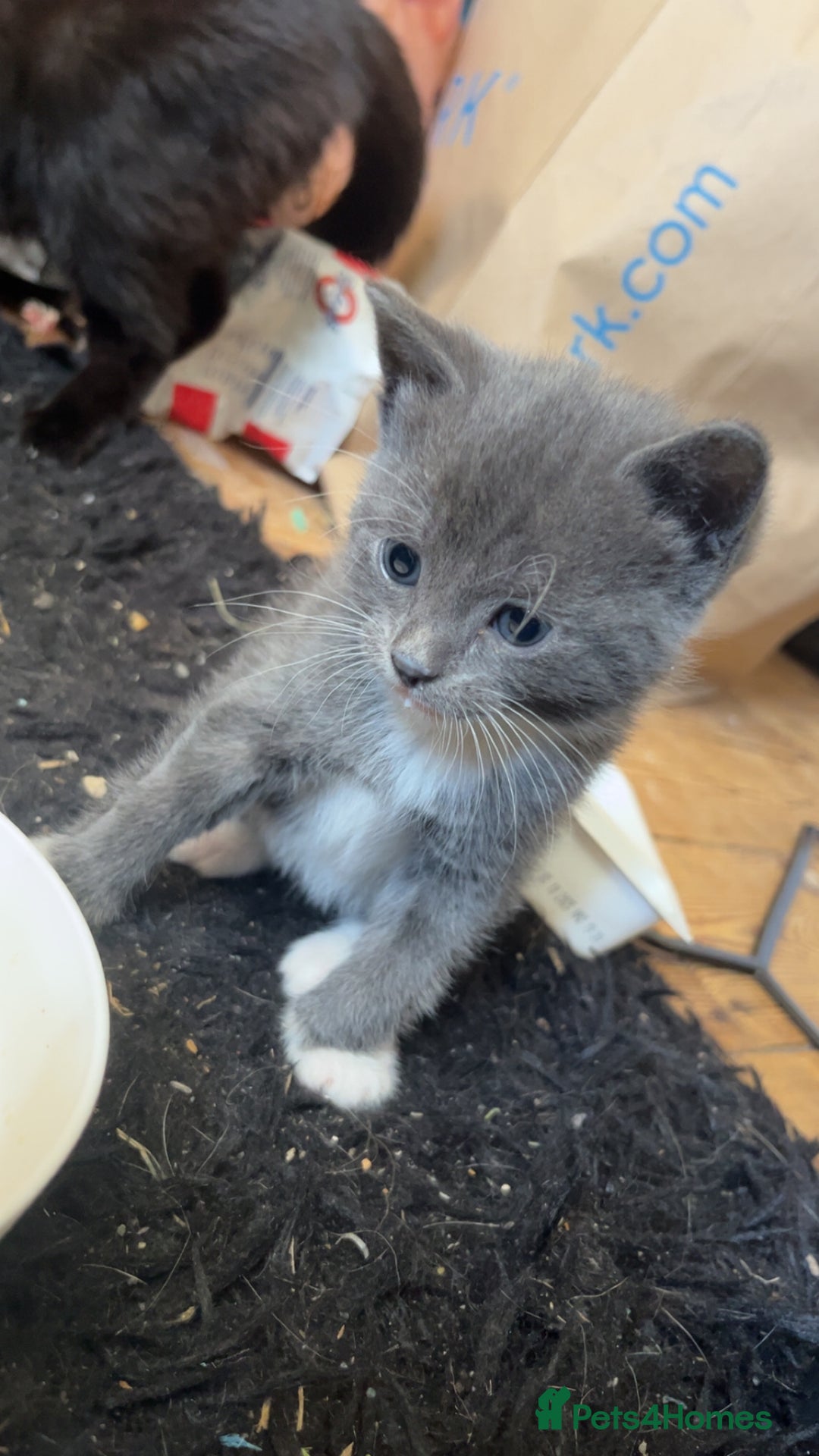 British Shorthair cats for sale: British short hair kittens  - Image 5