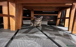 Mixed Breed cats for sale: Half bengal / tabby’s  - Image 11