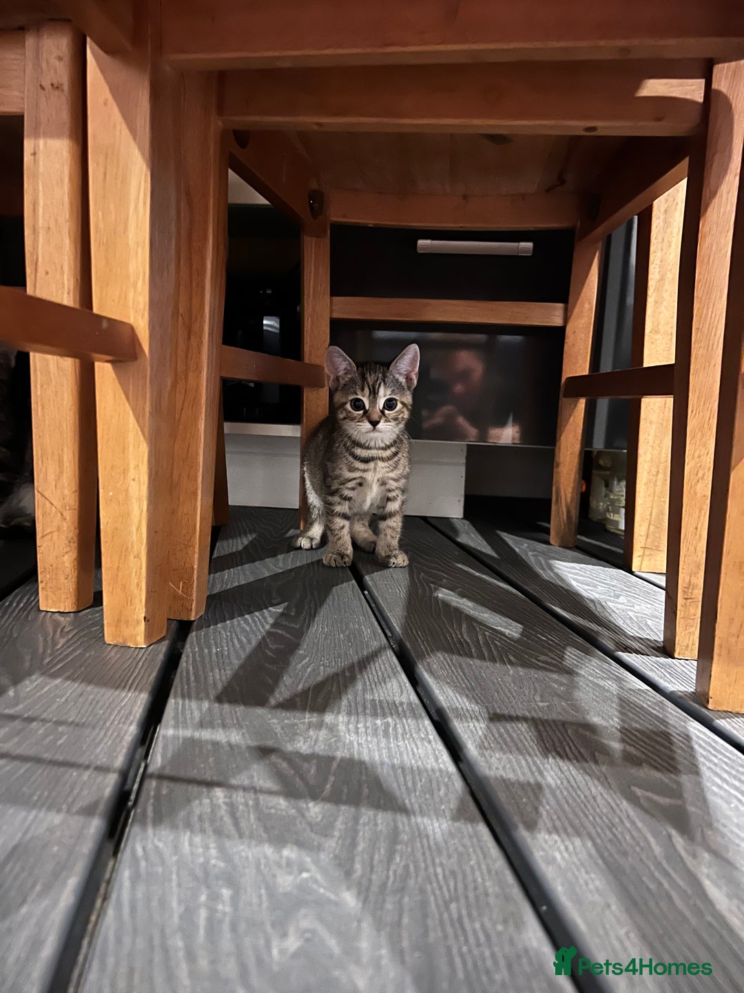 Mixed Breed cats for sale: Half bengal / tabby’s  - Image 11