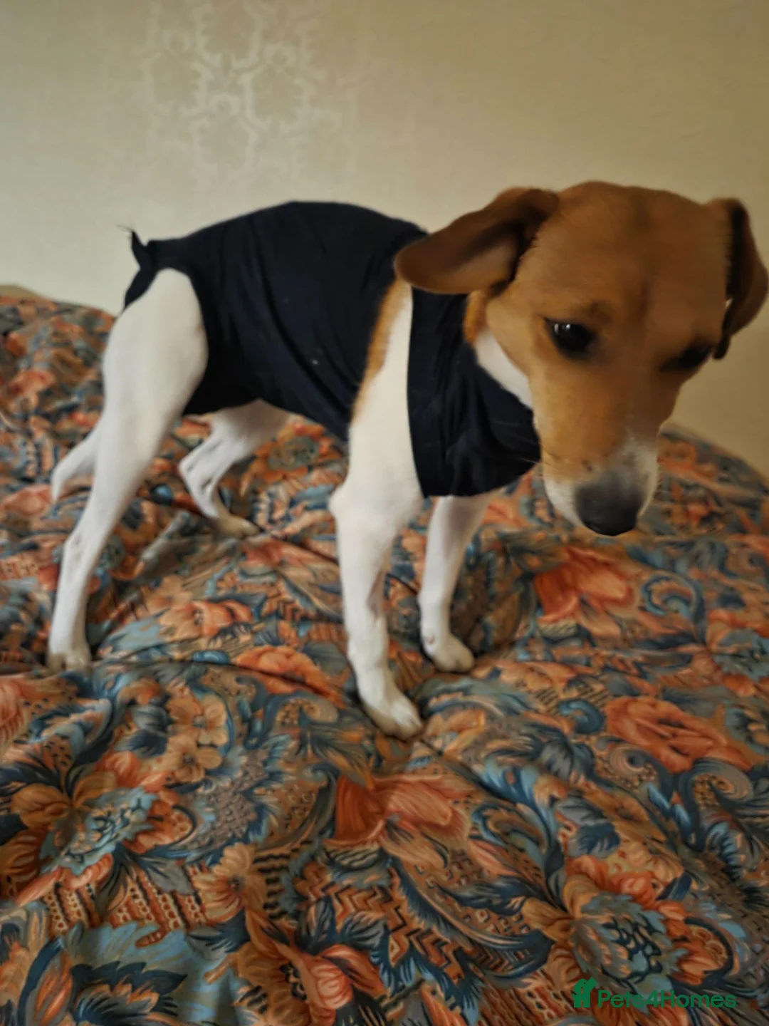 Mixed Breed dogs for adoption: Adorable Rescue puppy Suza for Adoption - Advert 5