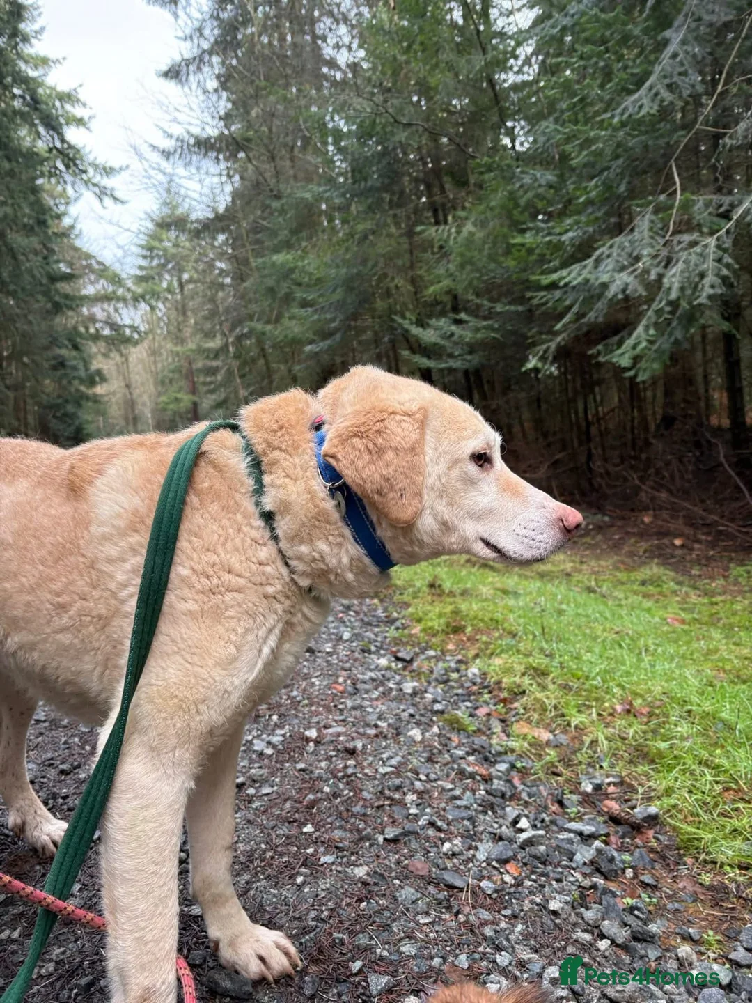 Golden Retriever dogs for adoption: Ralph - Norwich Norfolk  - Advert 16