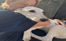 Mixed Breed dogs for adoption: Cheddar - Norwich Norfolk  - Image 3