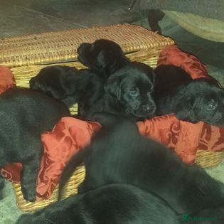 Labrador Retriever dogs Pure Bred Field Labradors Working Champions Lines - Advert 2