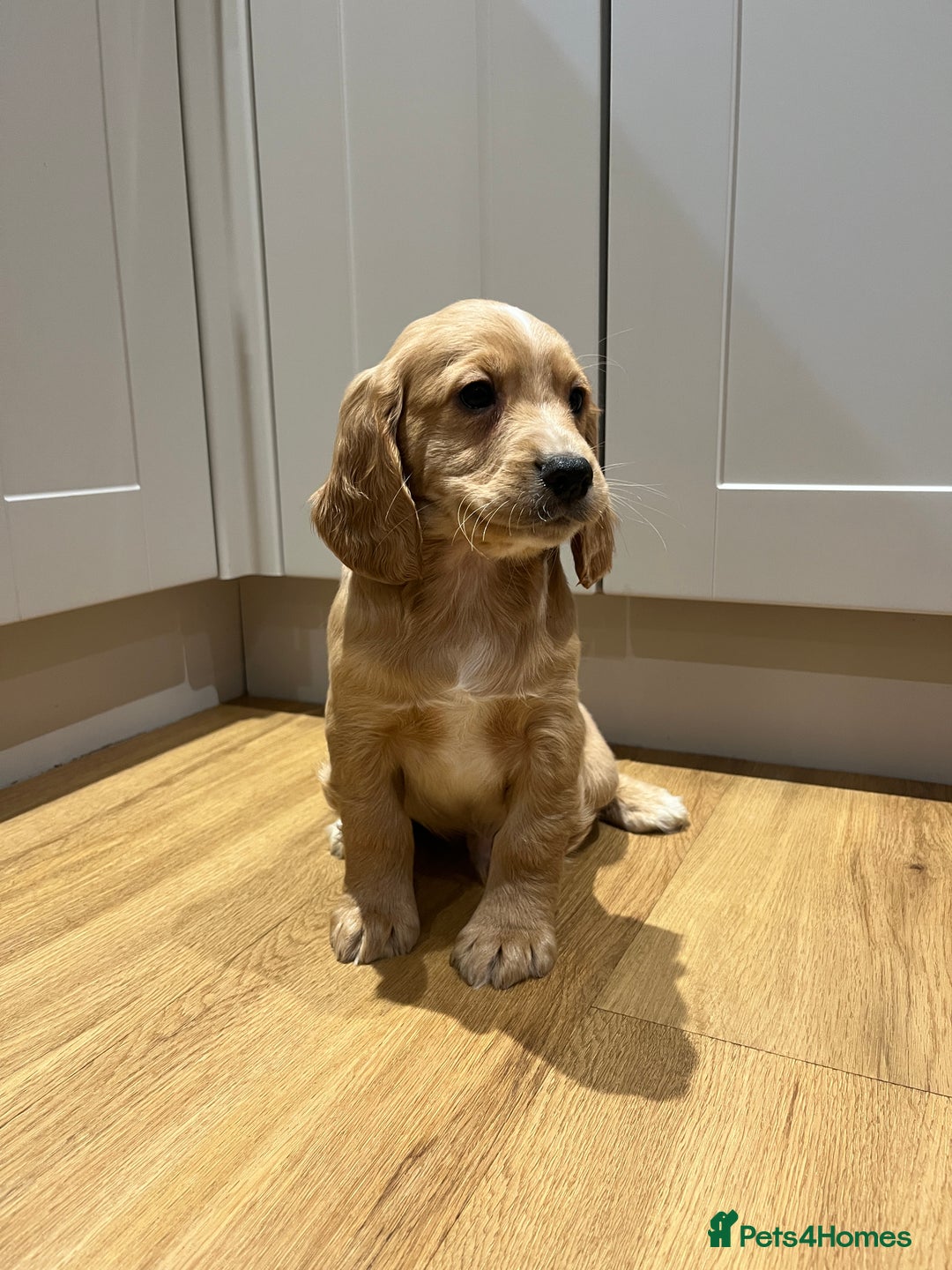 Cocker Spaniel dogs for sale: KC COCKER SPANIEL PUPPIES  - Advert 1