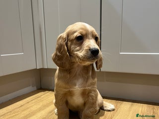 Cocker Spaniel dogs KC COCKER SPANIEL PUPPIES - Advert 5