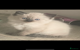 Ragdoll cats for sale: Beautiful pedigree ragdoll kittens - Image 12