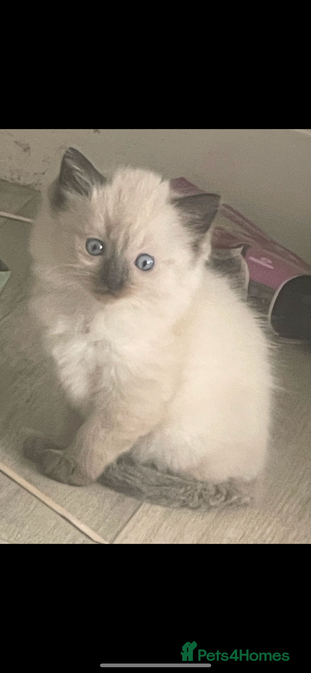 Ragdoll cats for sale: Beautiful pedigree ragdoll kittens - Image 12