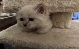 Siberian cats for sale: Siberian Neva Masquerade Kittens - Image 15