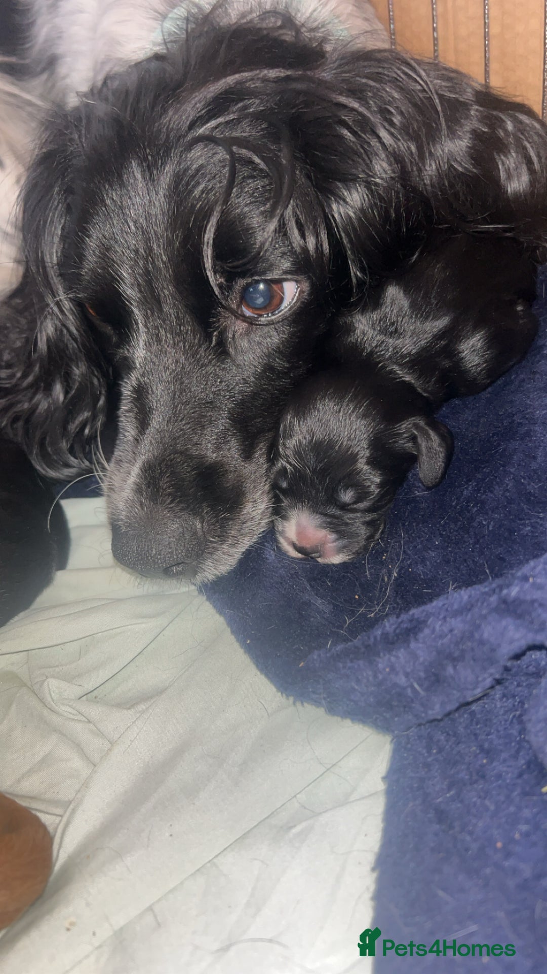 Cocker Spaniel dogs for sale: Black cocker spaniel bitch looking for a new home  - Advert 6