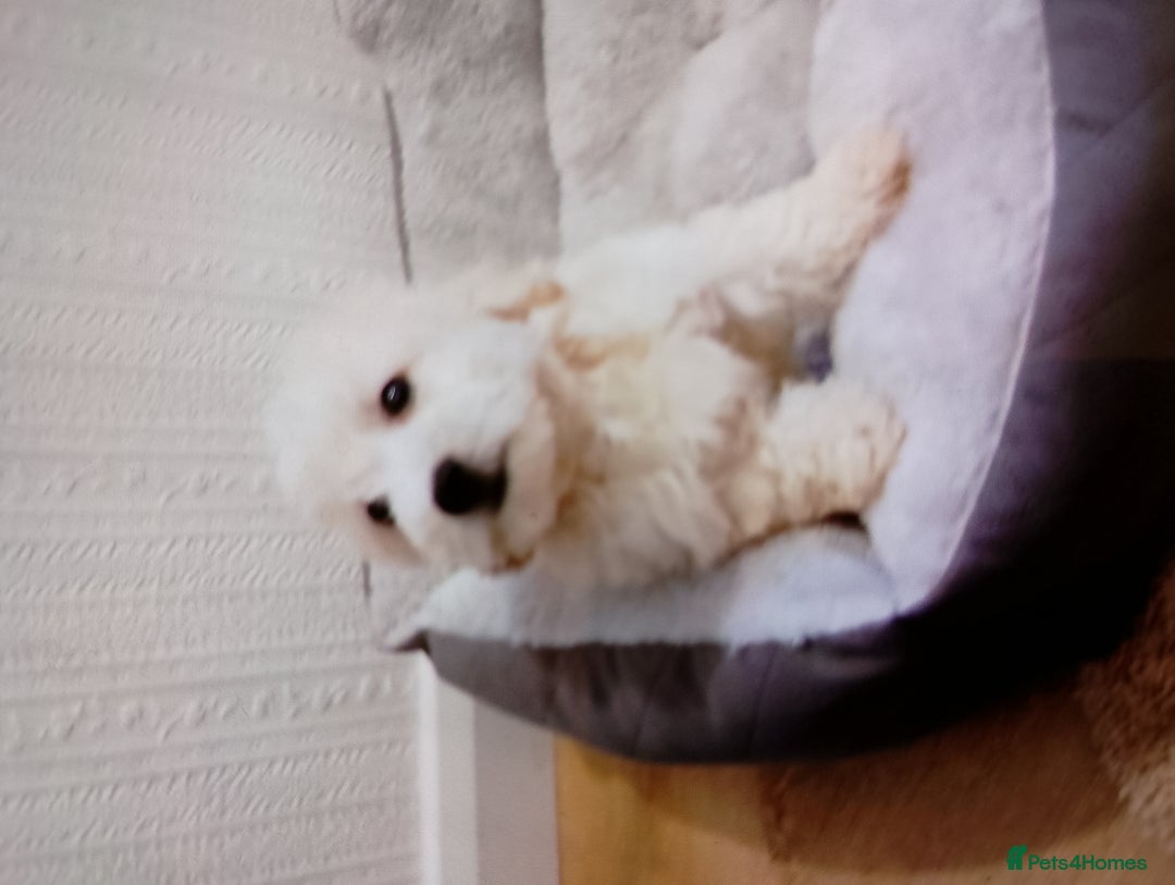 Maltipoo dogs for sale: Maltipoo puppies boy and girl available  - Image 6