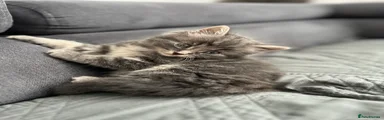Mixed Breed Kitten 1