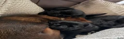 Griffon Bruxellois dogs for sale: 🐾 Griffon Bruxellois 🐾 in Port Talbot - Advert 7