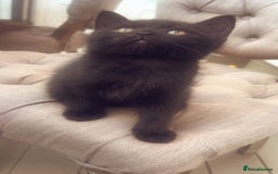 Mixed Breed cats for sale: Half British Blue Kittens  - Image 4