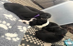 Cocker Spaniel dogs for sale: Cocker spaniel puppies  - Image 1