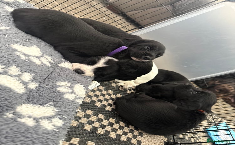 Cocker Spaniel dogs - Advert 6