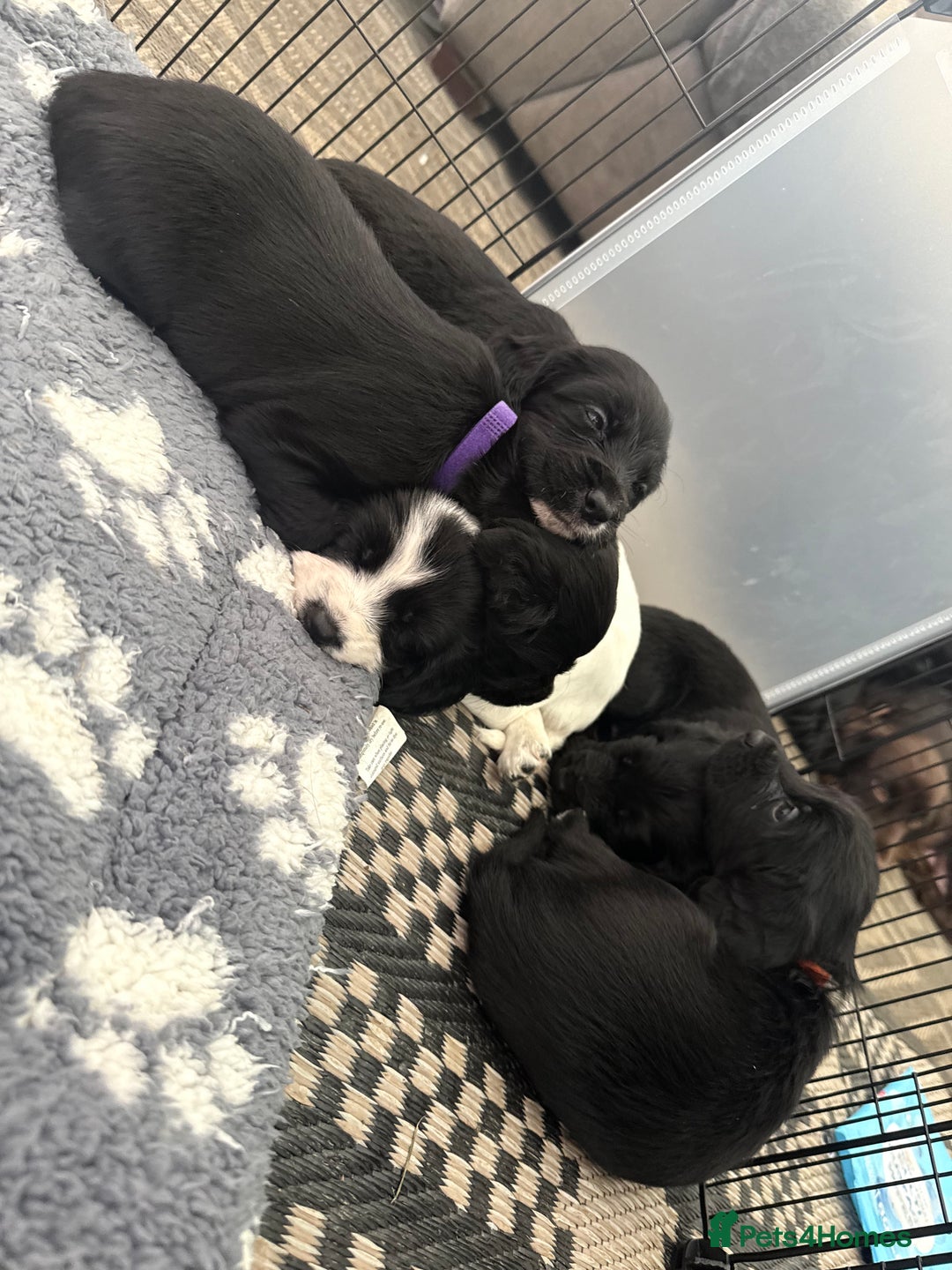 Cocker Spaniel dogs for sale: Cocker spaniel puppies  - Image 1