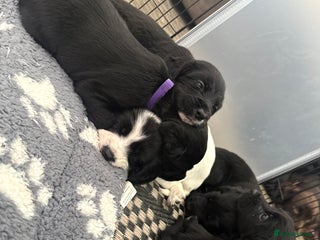 Cocker Spaniel dogs for sale - Advert 1