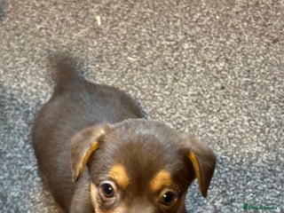 Jack Russell dogs Trad.working family short legged Jack Russell - Advert 5