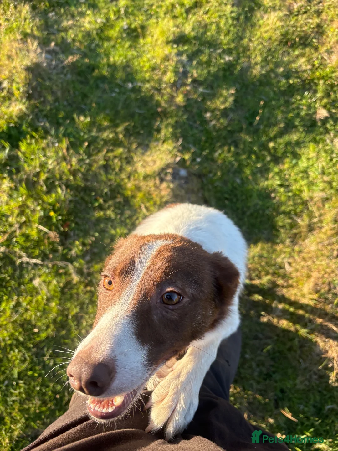 Border Collie dogs for sale: Tess, 2.5 year old in Harlech - Advert 5