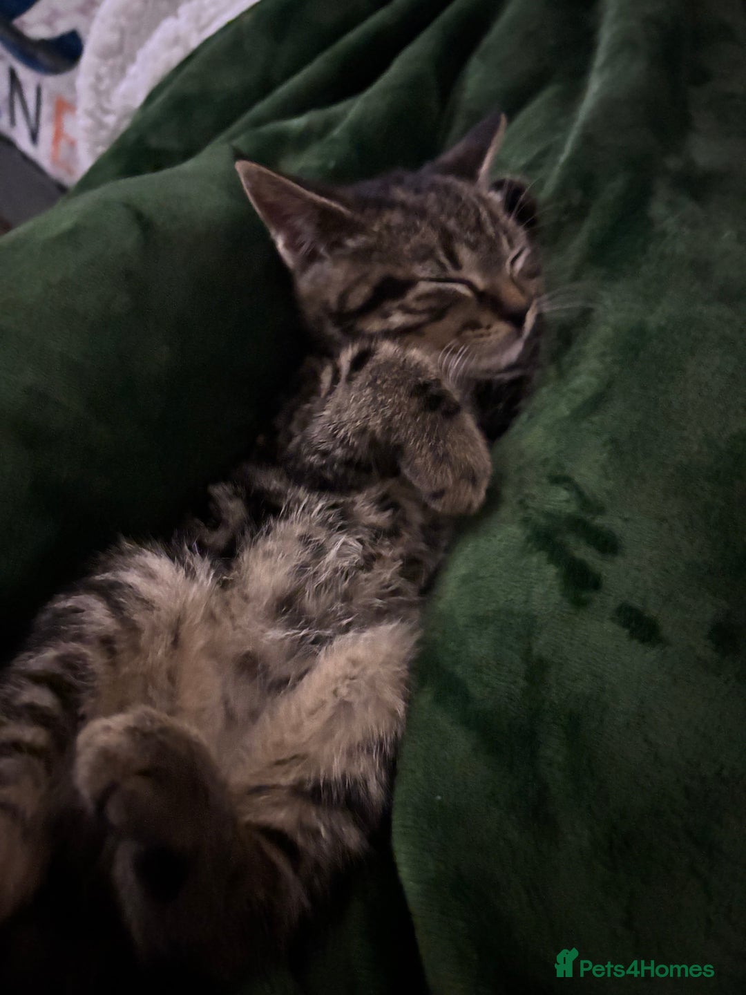 American Shorthair cats for sale: Tabby Kitten  - Image 17