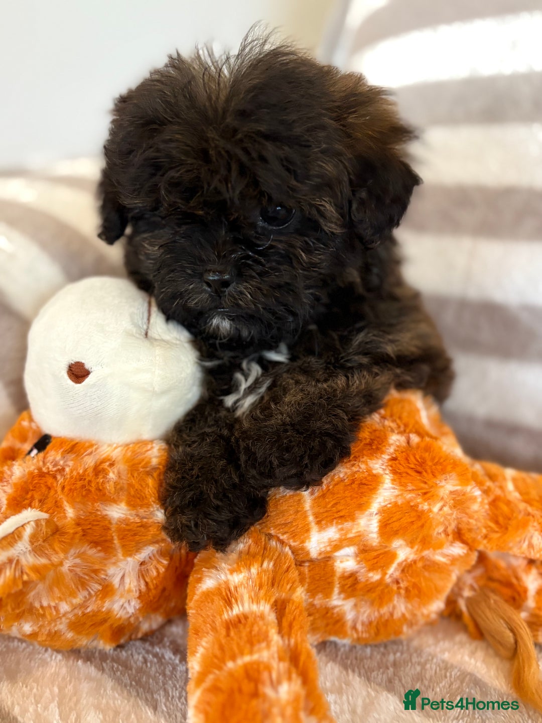 Shihpoo dogs for sale: Shih Tzu X poodle X Shihpoo - Image 4