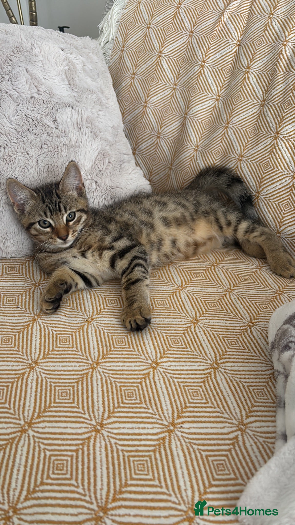 Mixed Breed cats One left bengal cross boy ready now  - Advert 10